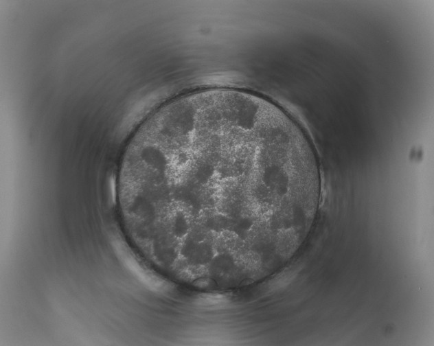 X0000111800061200908131445