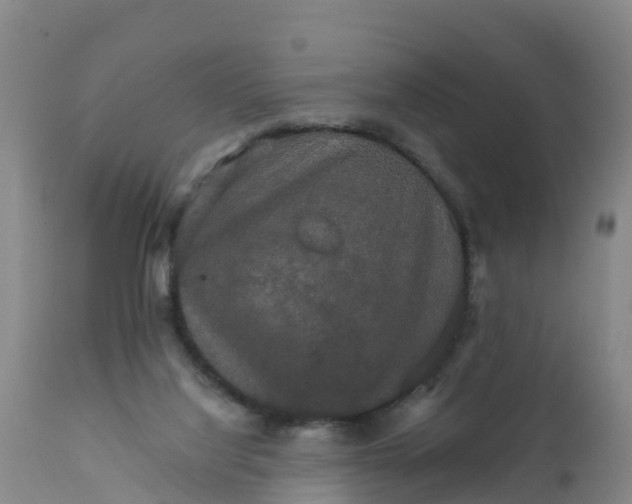 X0000111800068200908131445
