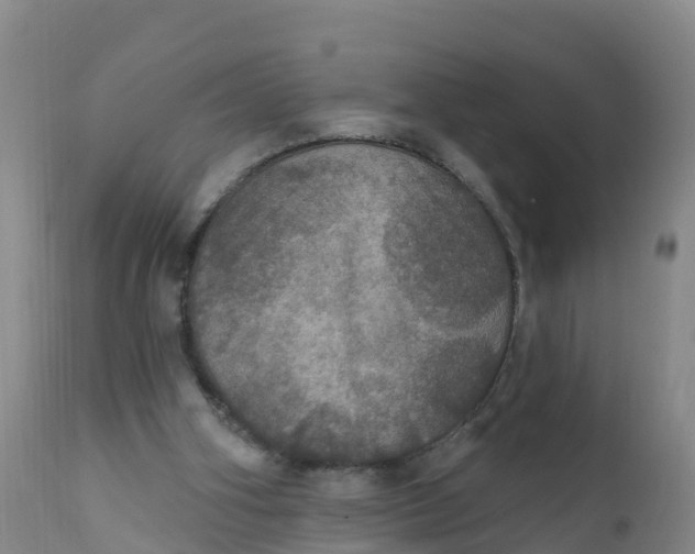 X0000111800106200908131445