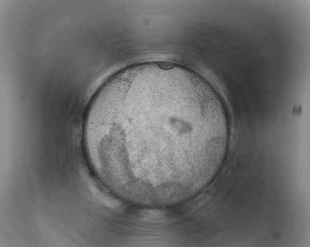 X0000111800107200908131445