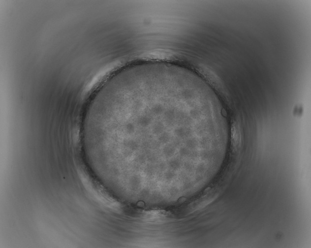 X0000111800396200908131441
