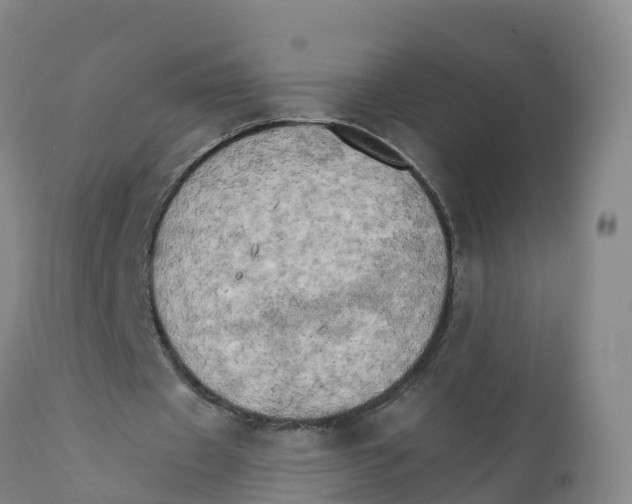 X0000111800433200908131440
