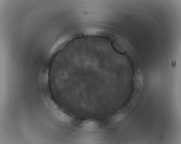 X0000111800454200908131440