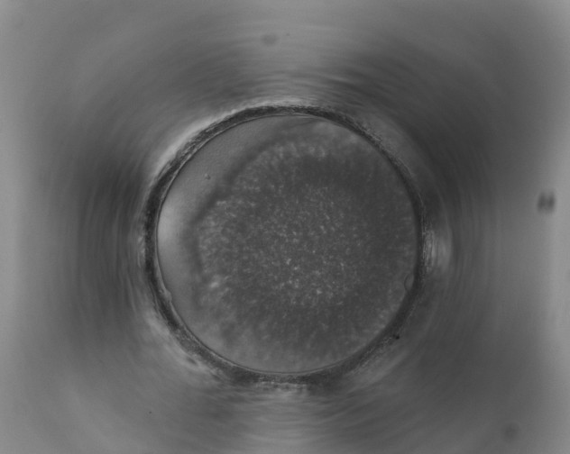 X0000111800676200908131436