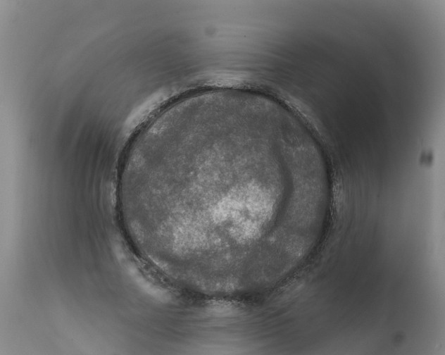 X0000111800682200908131436