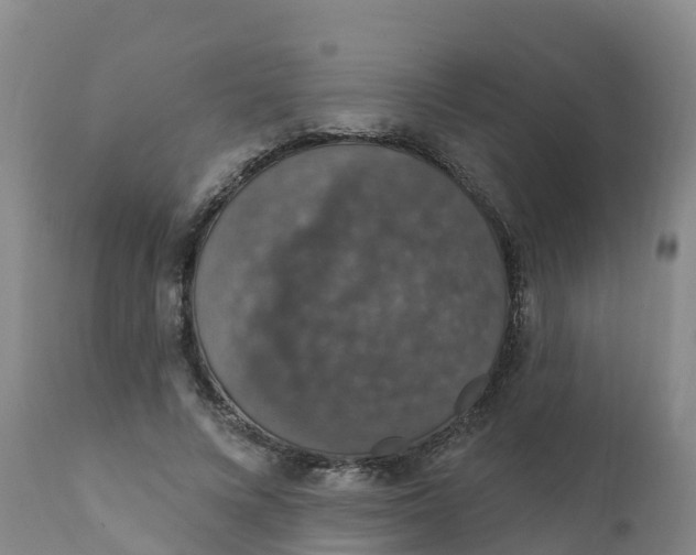 X0000111800688200908131436