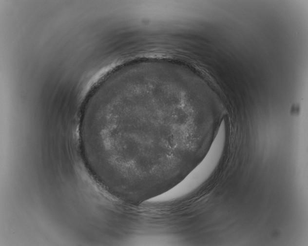X0000111800727200908131435
