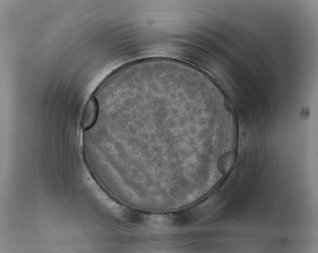 X0000111800796200908131435