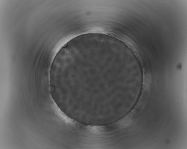 X0000111800808200908131434