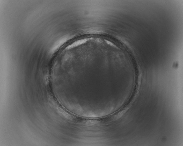 X0000111801306200908131427