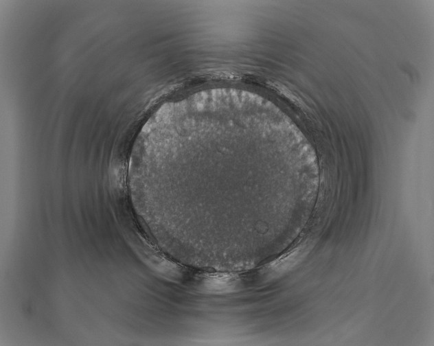 X0000111800096200908201202