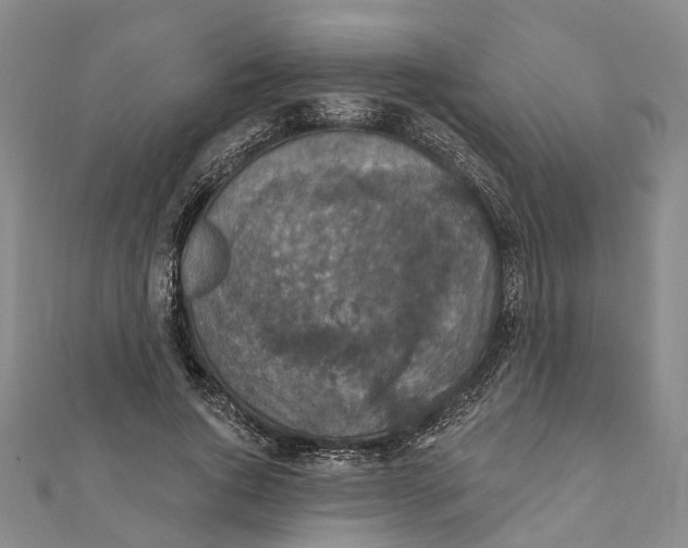 X0000111800736200908201153