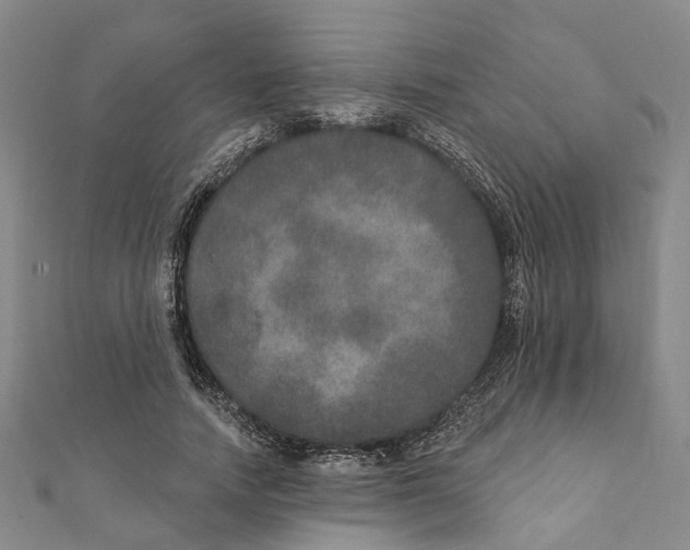 X0000111800738200908201153