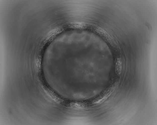 X0000111800739200908201153