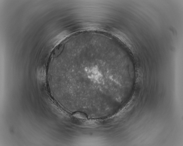 X0000111800969200908201150