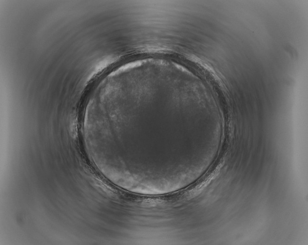 X0000111801306200908201144