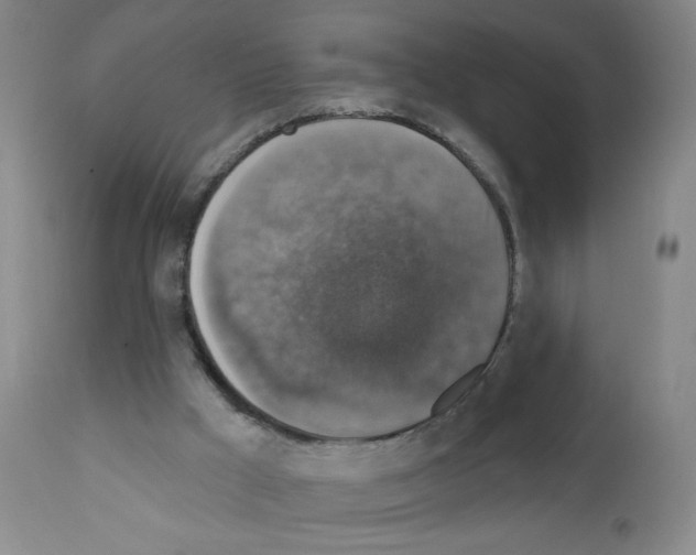 X0000111800009200909031240