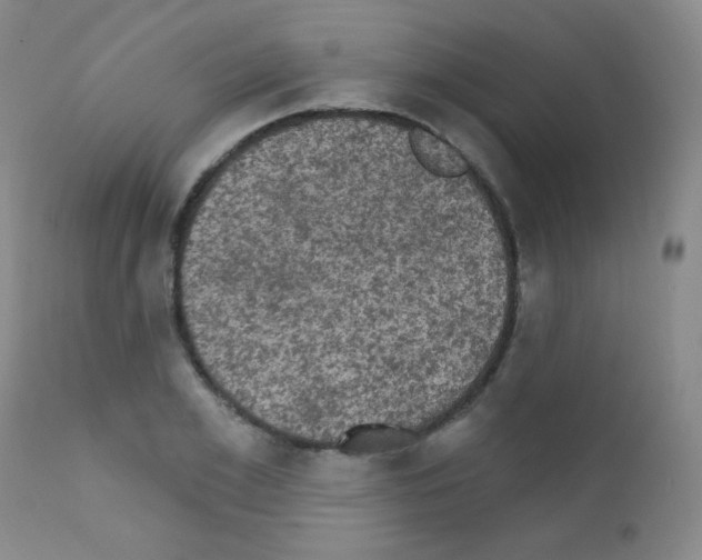 X0000111800981200909031225