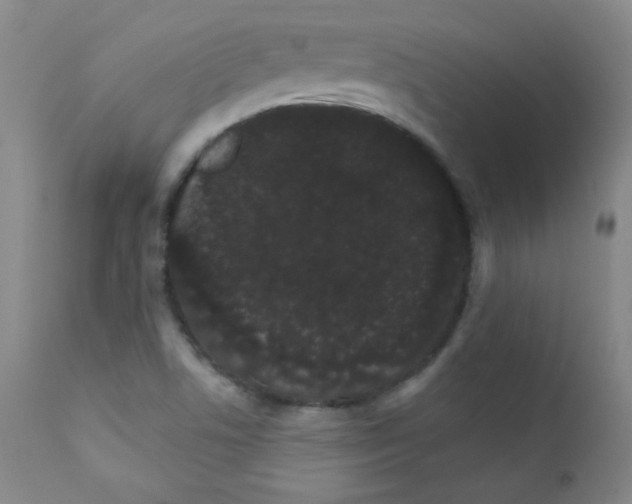 X0000111801506200909031216