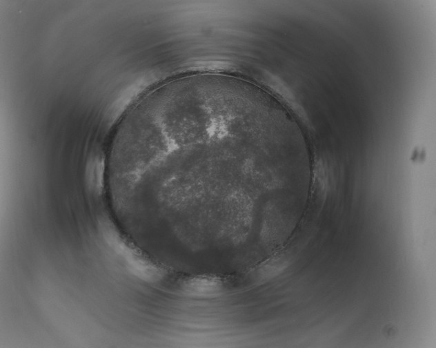 X0000111810110200907231244