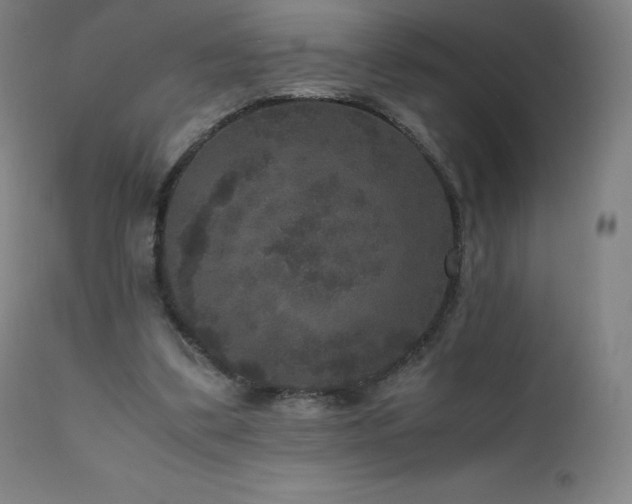 X0000111810299200907231241