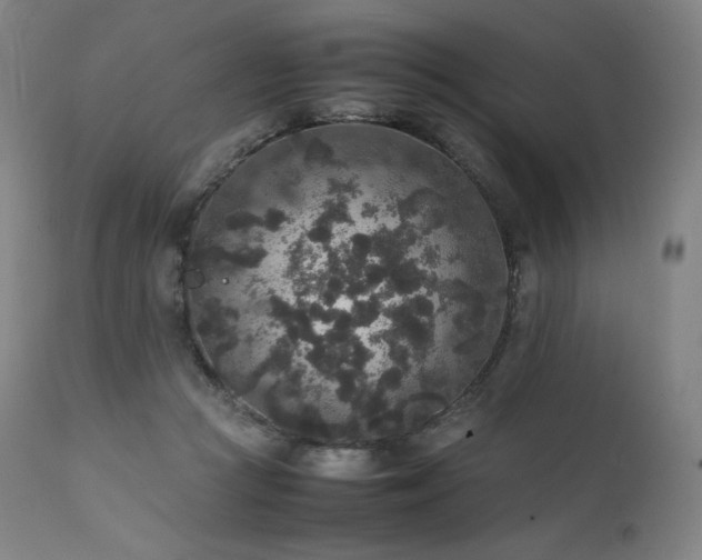 X0000111810361200907231240