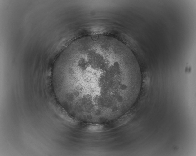 X0000111810369200907231240