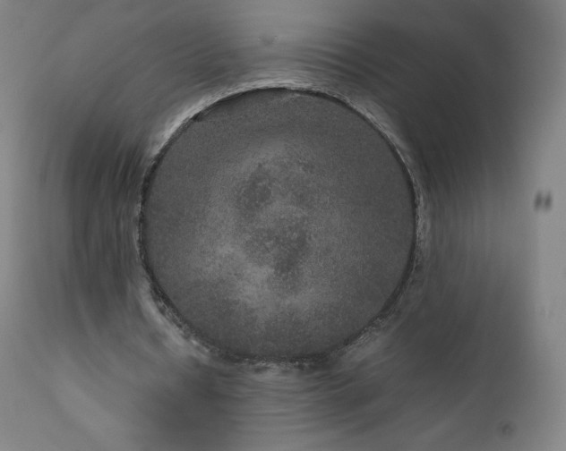 X0000111810434200907231238