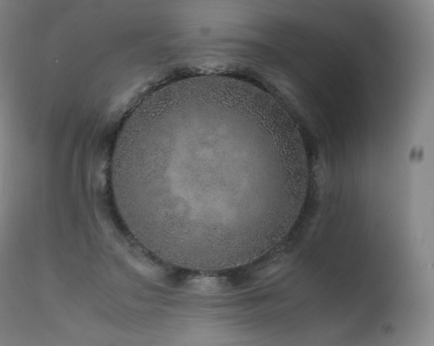 X0000111810499200907231237