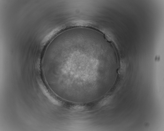 X0000111810581200907231236