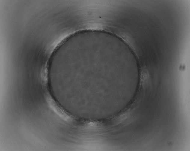 X0000111810584200907231236