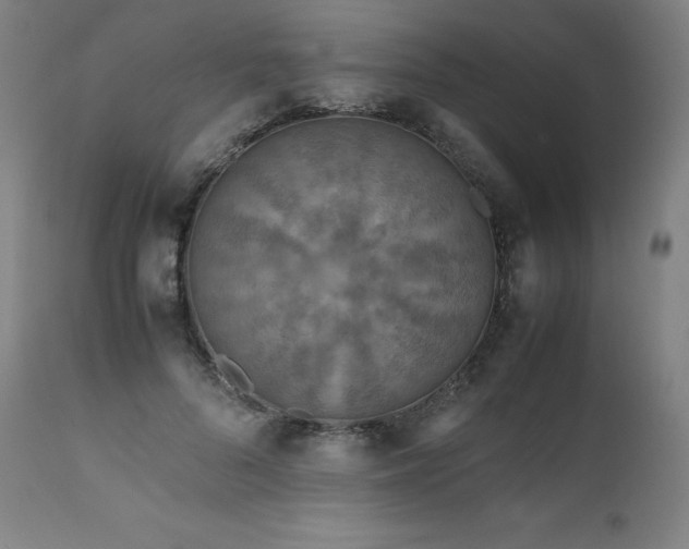 X0000111810696200907231234