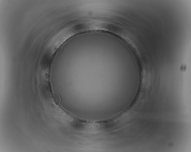 X0000111810785200907231233