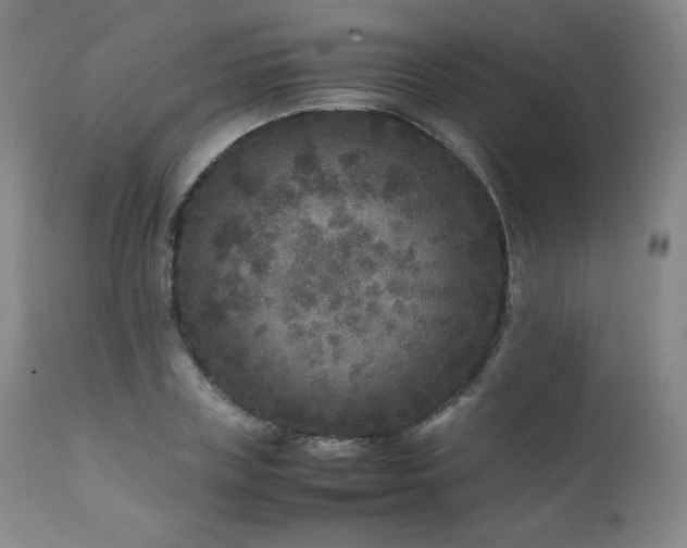 X0000111810835200907231232