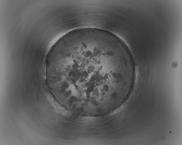 X0000111810925200907231231