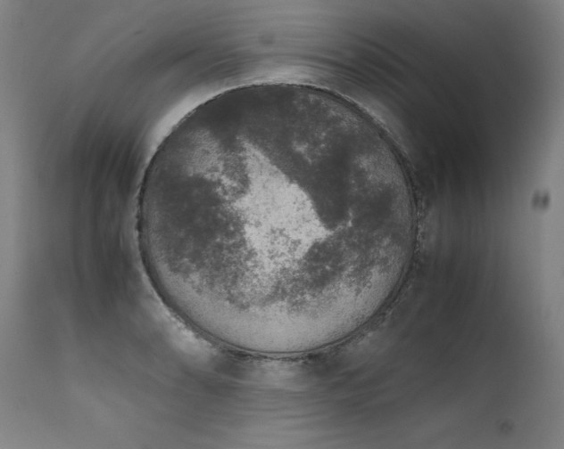 X0000111811086200907231229