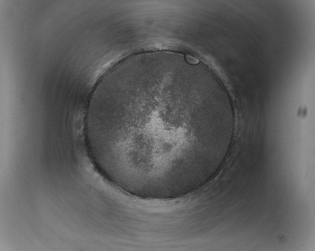 X0000111810010200907301244