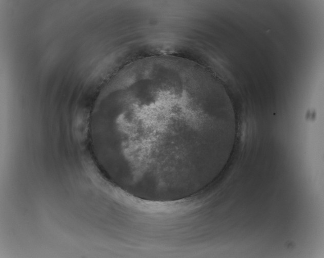 X0000111810030200907301243