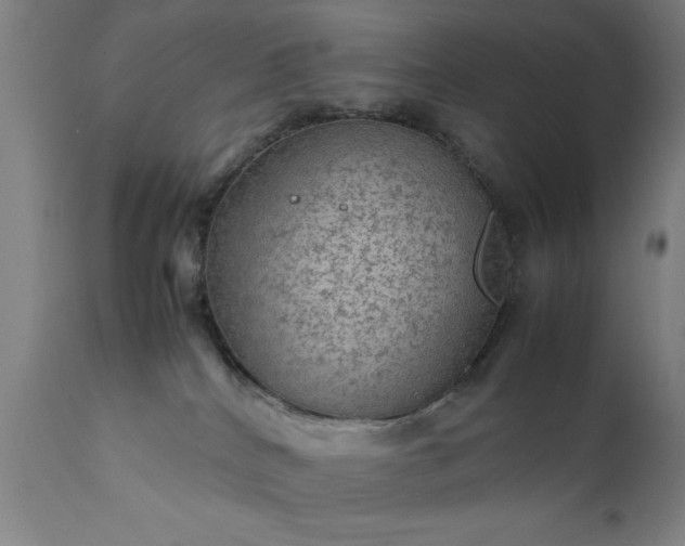 X0000111810040200907301243