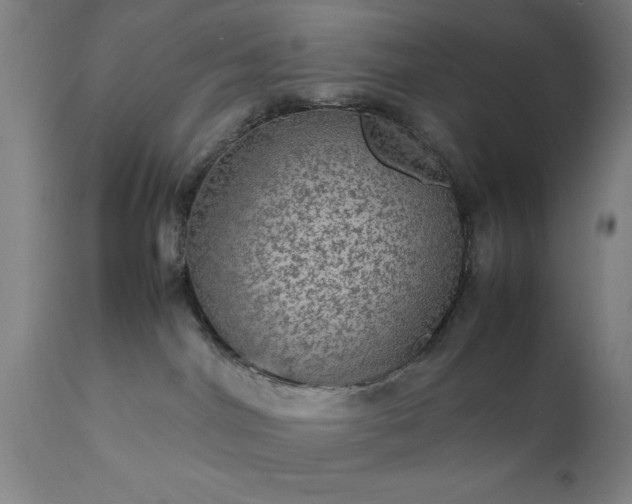 X0000111810044200907301243