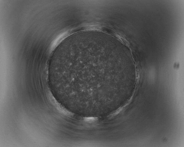 X0000111810053200907301242