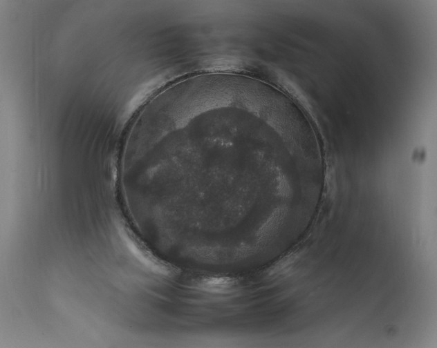 X0000111810059200907301242