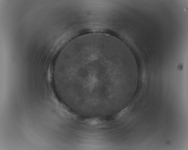 X0000111810074200907301243
