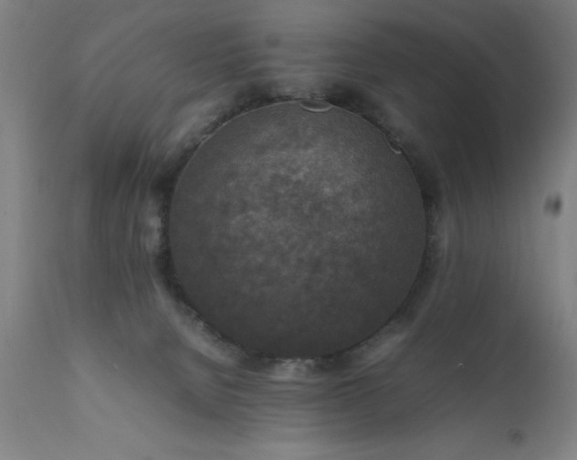X0000111810080200907301243