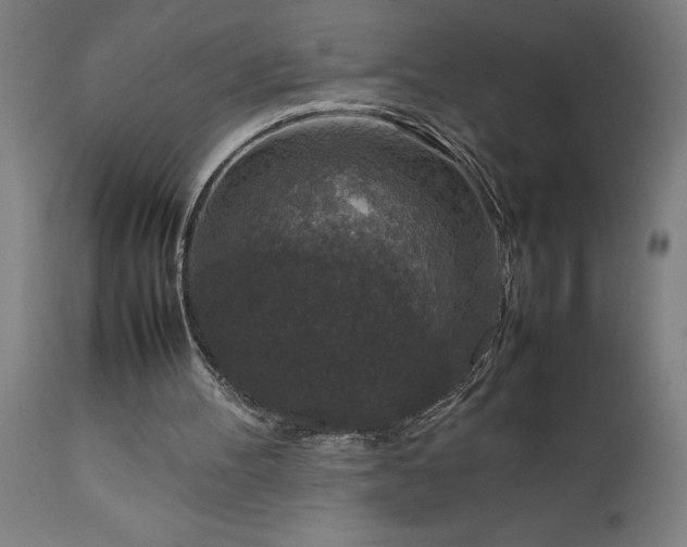 X0000111810100200907301242