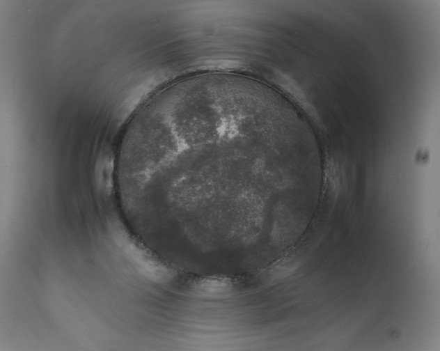 X0000111810110200907301242