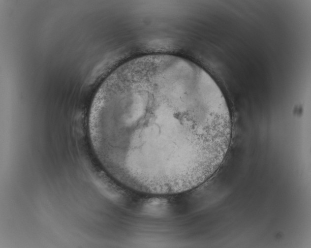 X0000111810162200907301241