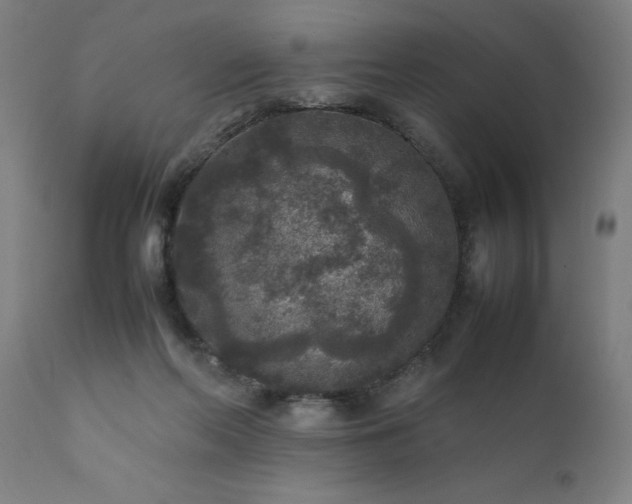 X0000111810214200907301240