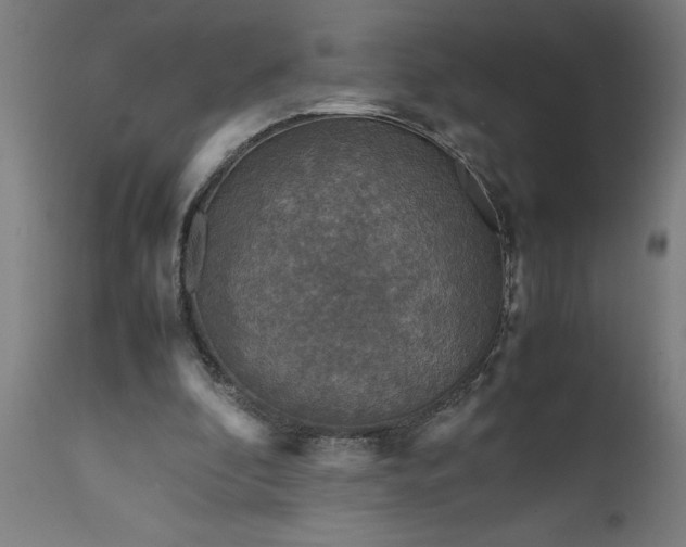 X0000111810296200907301239