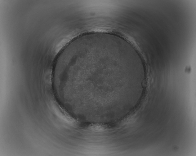 X0000111810299200907301239